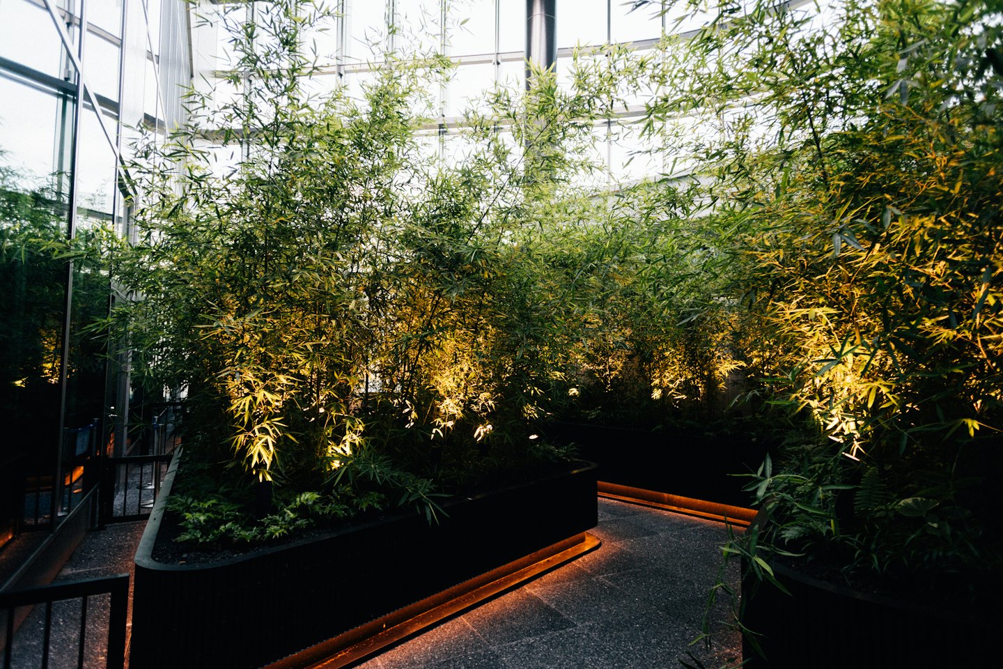 Bamboe en varens groeien in gebogen plantenbakken in een glazen ruimte.